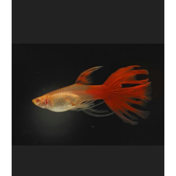 ikan hias guppy mewah AFR SWR pasangan