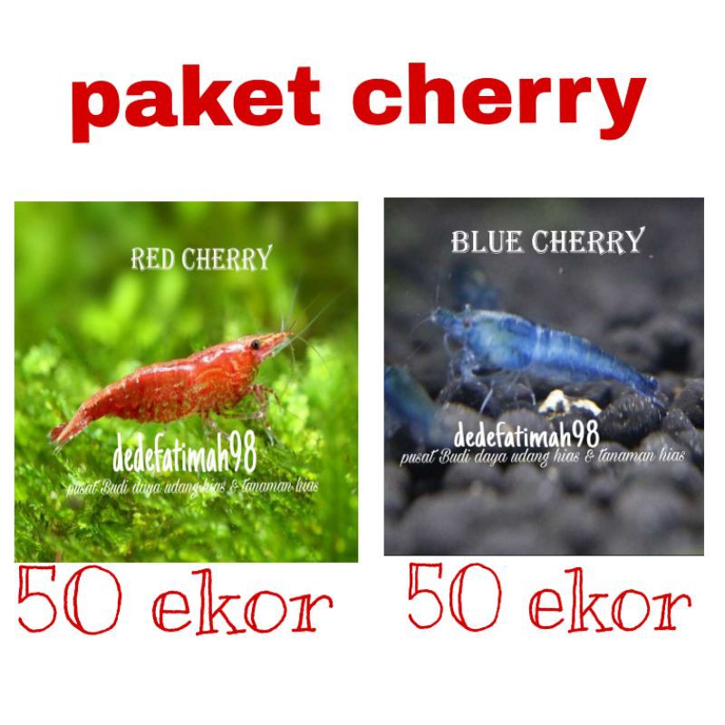 udang hias aquascape paket cherry Neo caridina murah red cherry & blue cherry