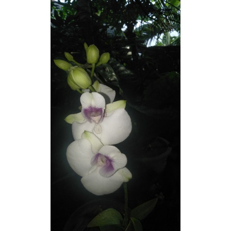 anggrek dendro