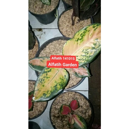 Tanaman hias aglonema sultan brunai-Sultan brunai-Aglonema Sultan brunai-PROMO Aglonema-Aglo sultan