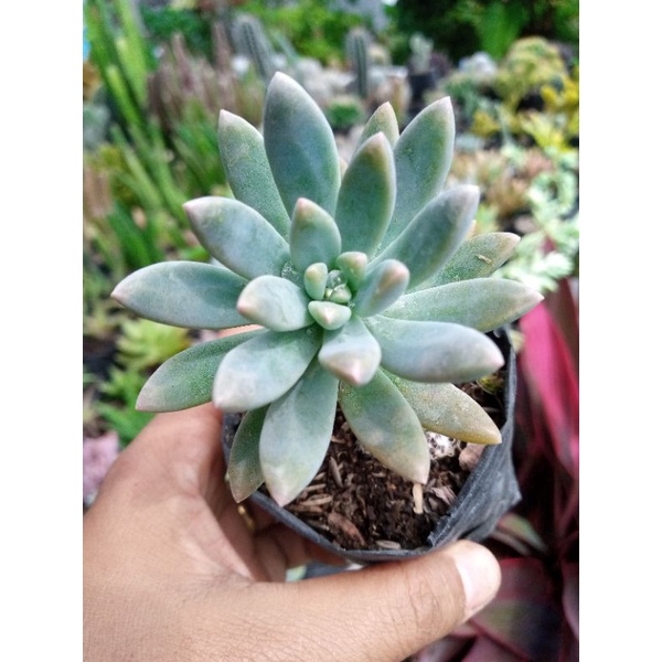 Sukulen Francesco Baldii / Sukulen Murah