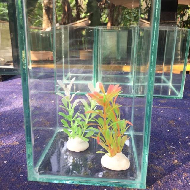 Aquarium mini aquarium kecil paket aquarium mini paket aquarium kecil soliter ikan cupang