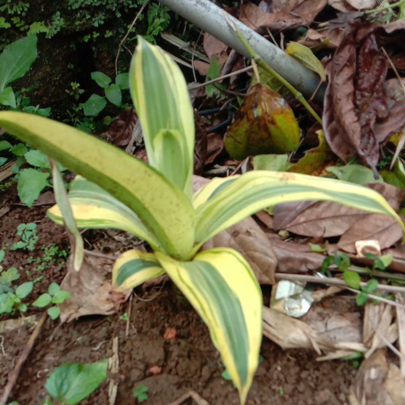 pohon hanjuang kuning