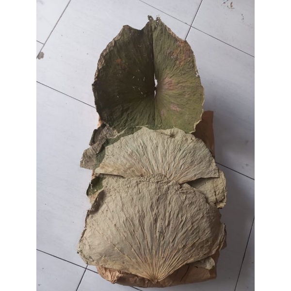 

Daun Teratai 500gram/ Dried Lotus Leaf