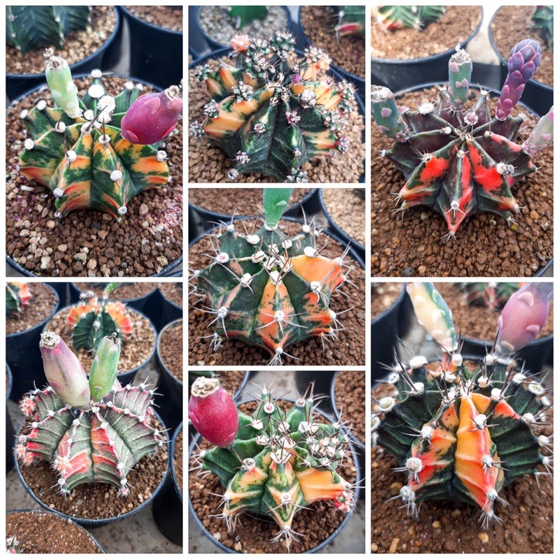 biji kaktus gymno 50pcs