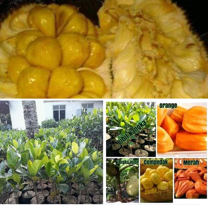 

paket hemat lima nangka madu lima cempedak