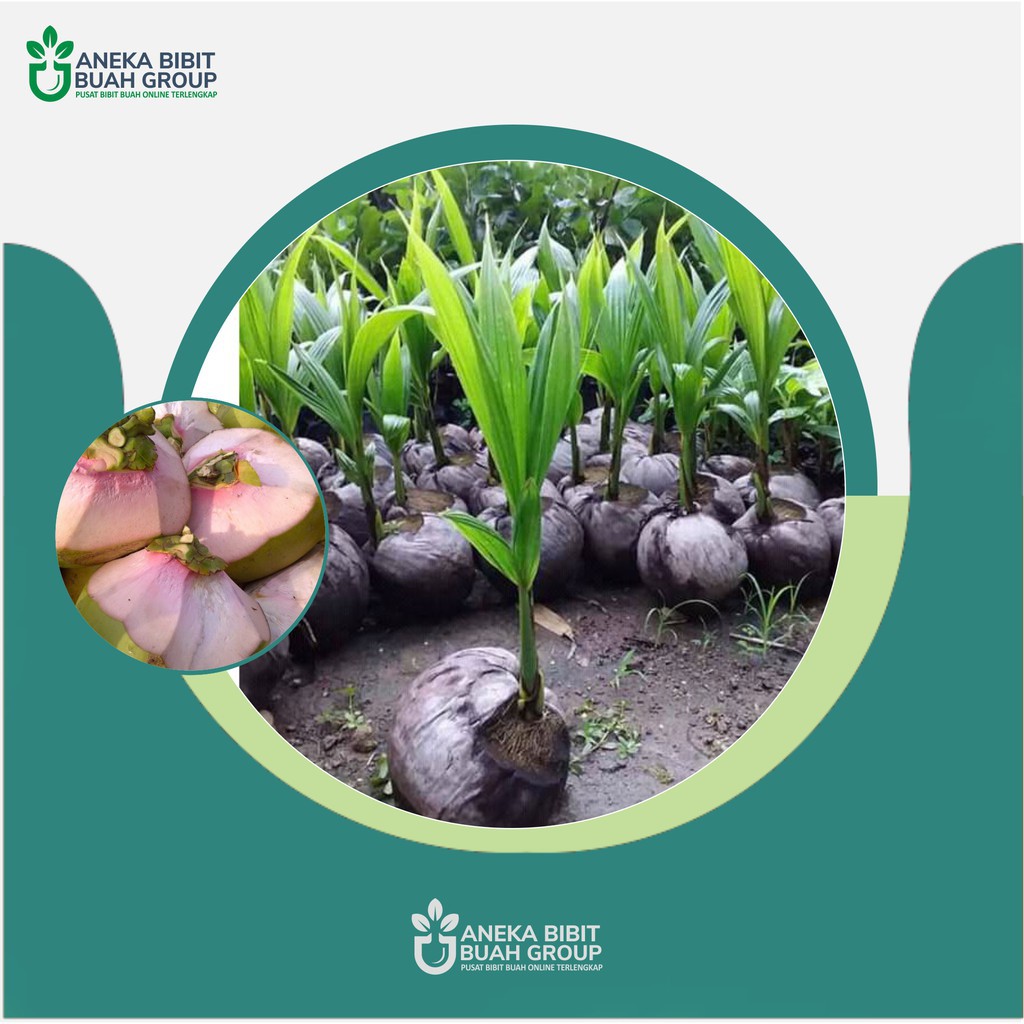 Asli     Bibit kelapa wulung / kelapa hijau wulung / kelapa ijo asli     Termurah