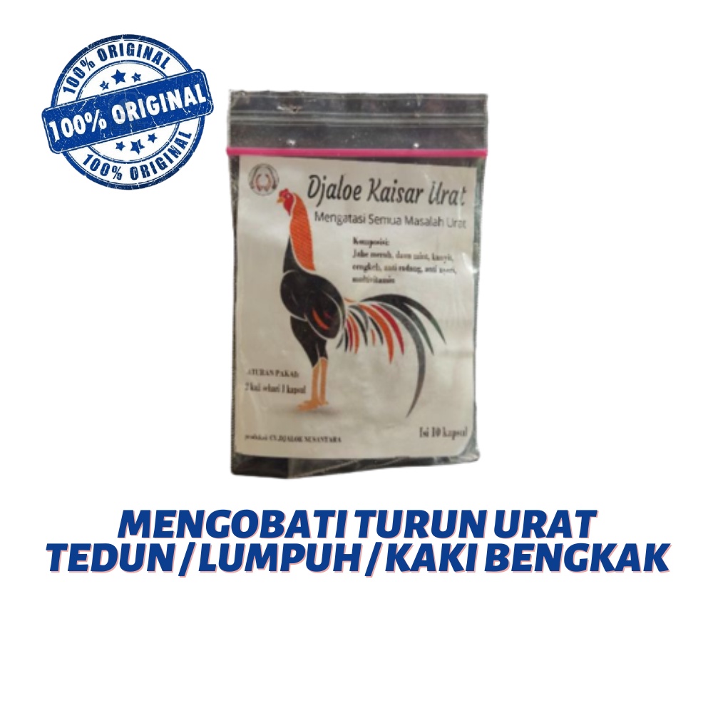 DJALOE KAISAR URAT - mengobati tedun / kaki bengka / pincang