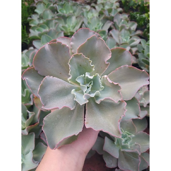 Sekulen Echeveria Shaviana Jumbo Murah