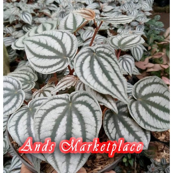 Tanaman hias indoor peperomia caprete silver peperomia silver