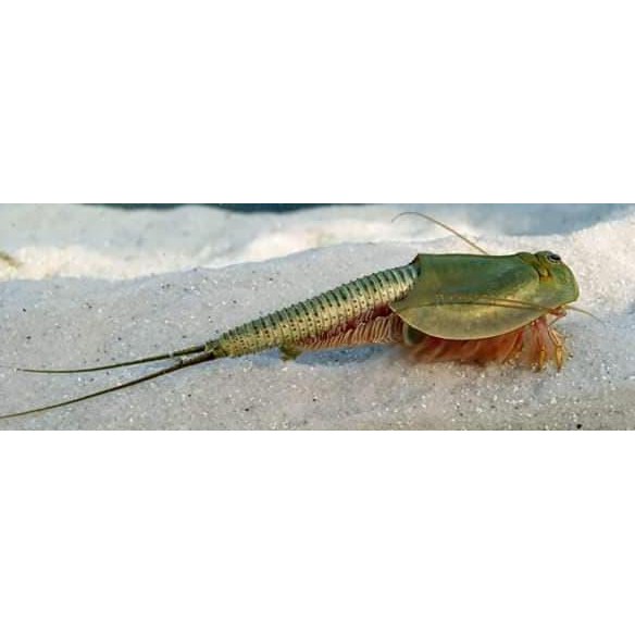 

BEST SELLER instant Creature Triops longicaudatus normal