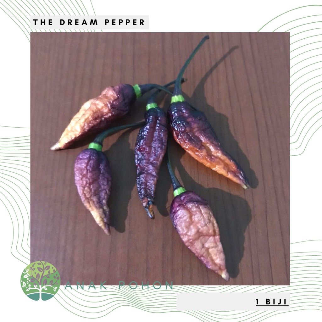 Benih Bibit Biji - Cabai The Dream Cabe Pepper Seeds