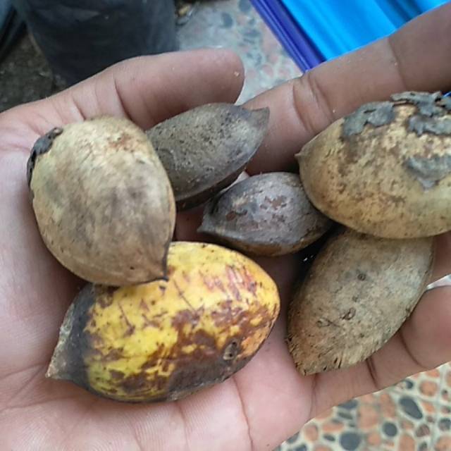 Biji benih Buah Ketapang laut bisa untuk ditanam