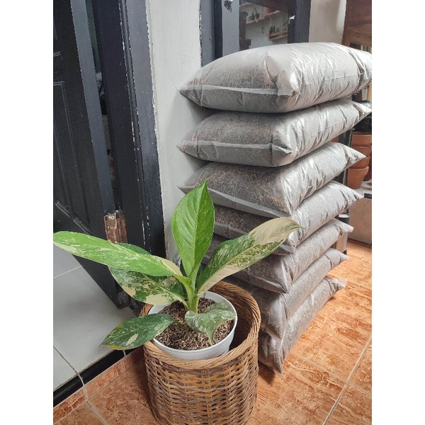 Media Tanam Racik Monstera Variegata