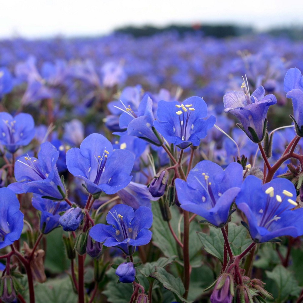 PlantaSeed - 20 Seeds - California Bluebell Phacelia Biji - PAS0215