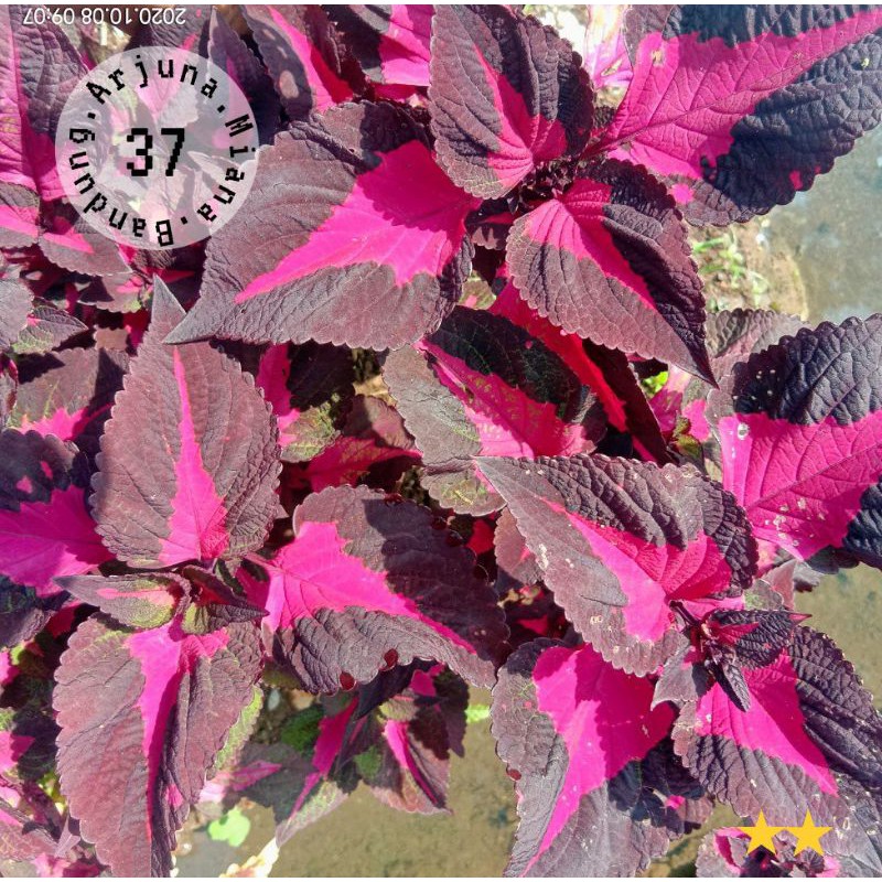 Miana kode 37 / Arjuna Miana Bandung