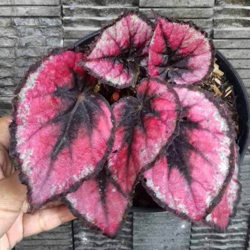 Begonia Red Pita