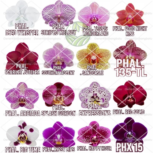 Seedling Bibit Anggrek Bulan Import Koleksi Jumbo Seedling bibit Anggrek Bulan Tanaman Hias Terlaris