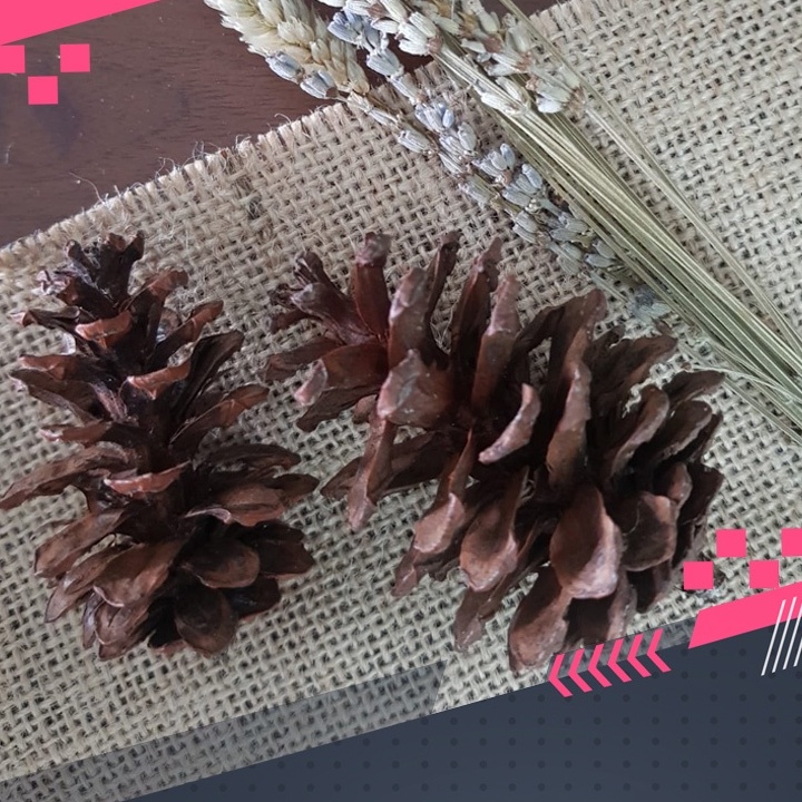 PINE CONE Biji Pinus Kering Untuk Mainan Gigit Kelinci / chew toys / Pine cone Mekar Kuncup FEZONE