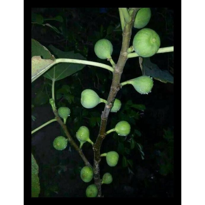 

Cutting Bibit Buah Tin Gren Yordan / Stek Terlaris