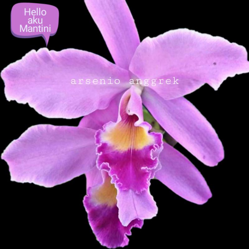 Anggrek Cattleya Mantini
