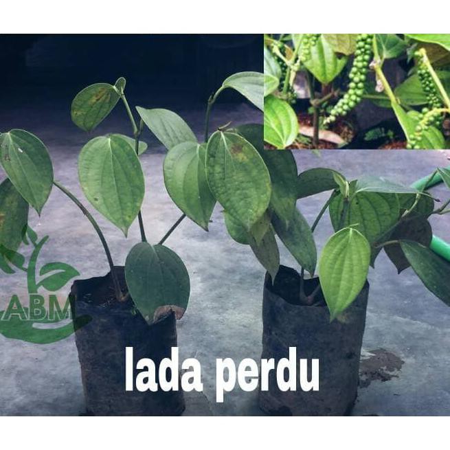 Bibit Tanaman Lada Perdu Unggul