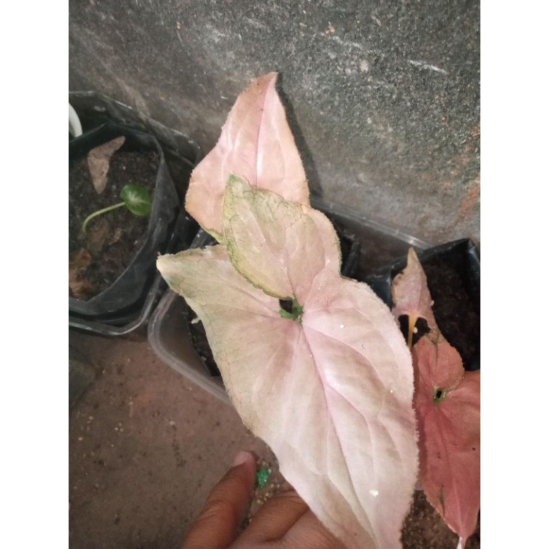 syngonium pink perfection