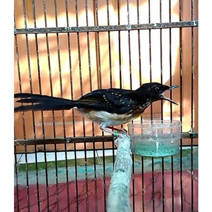 burung murai batu trotolan prospeck