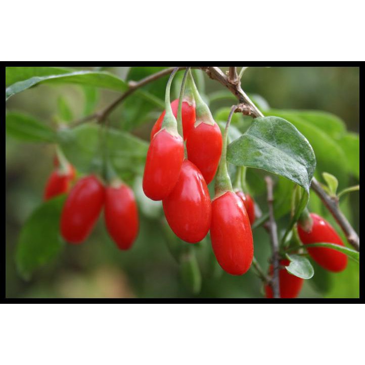 BENIH / BIBIT / BIJI GOJI BERRY (GOJI BERRY SEEDS) - IMPORT