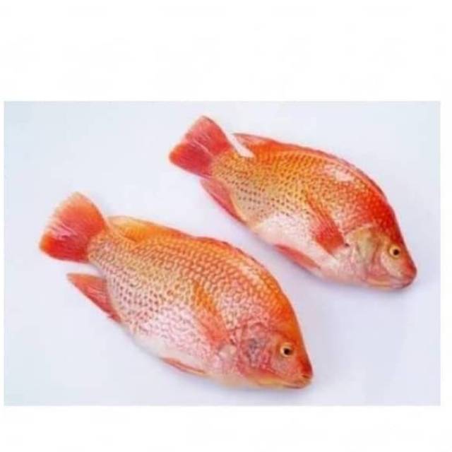 

Ikan nila merah fresh /kg