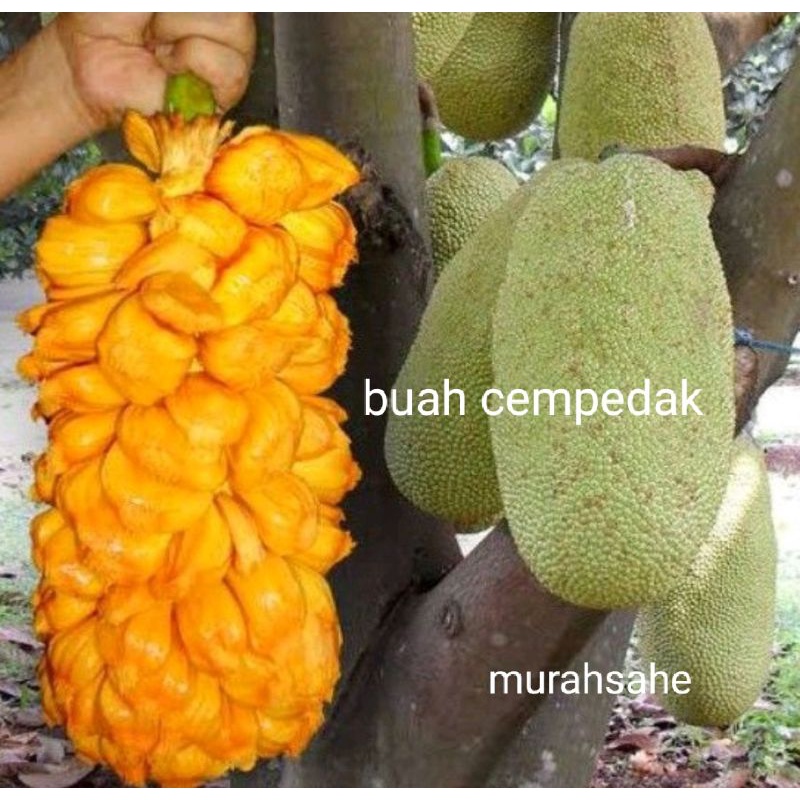 bibit cempedak,(beli 3gratis 1)