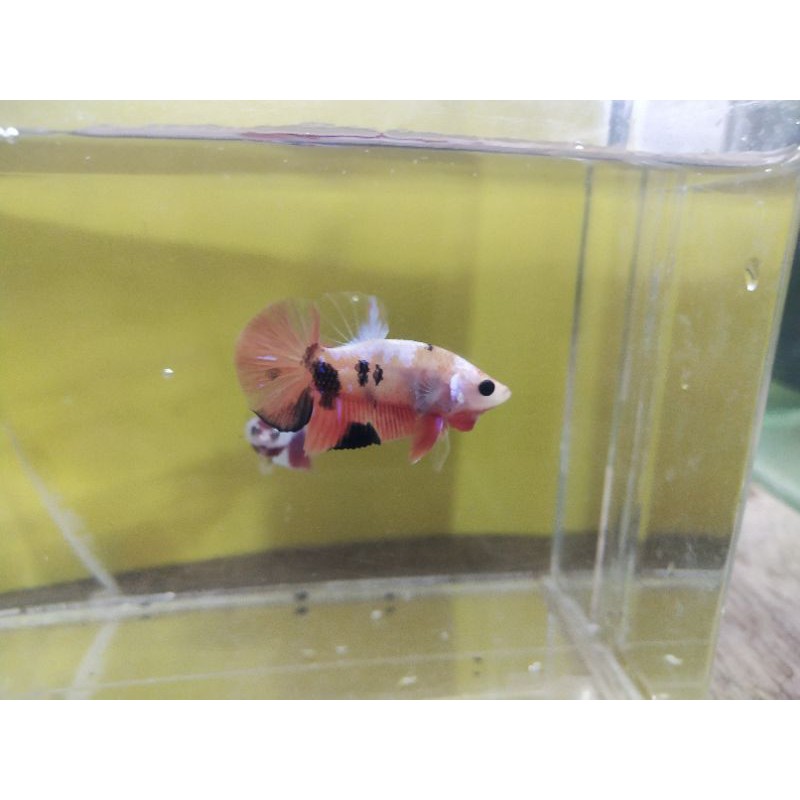 Cupang Koi Galaxy/Nemo/Multi Usia 3-4 Bulan
