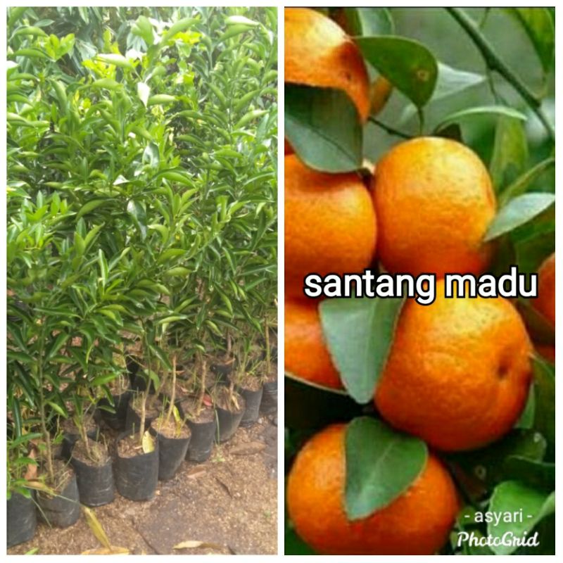 BIBIT JERUK SANTANG MADU SUPER