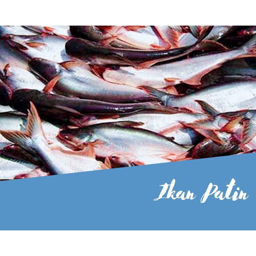 

Ikan Patin 1 kg