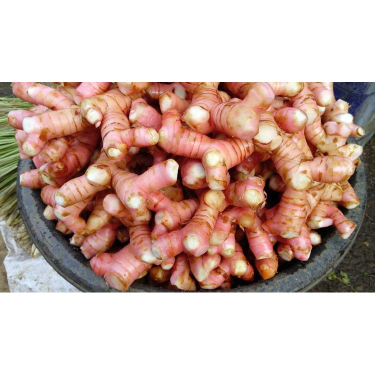

Lengkuas 500gr