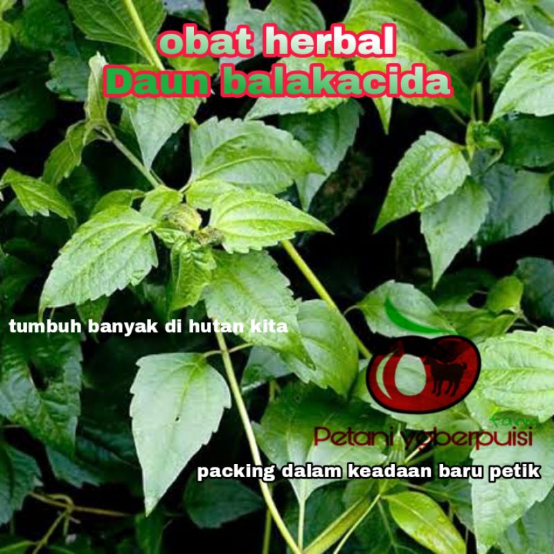 

Obat herbal Daun Balakacida