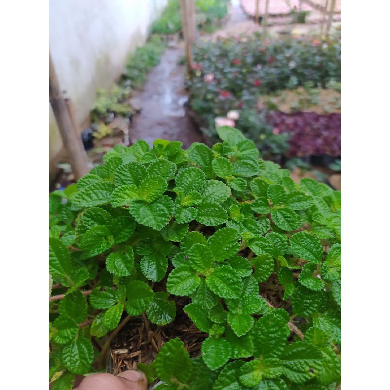 DAUN MINT RIMBUN GRADE A KUALITAS SUPER