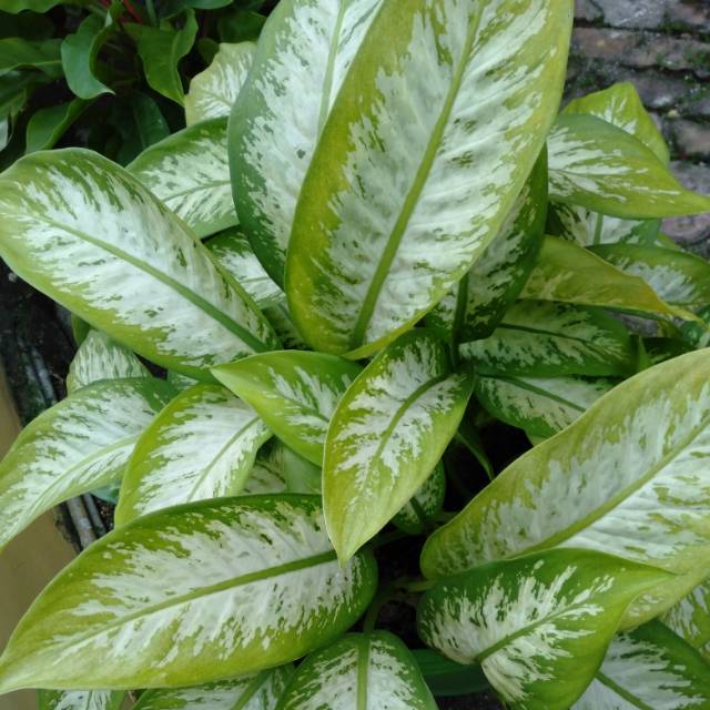 Aglonema Sri Rejeki tanaman minimal 0rder 2 pohon @
