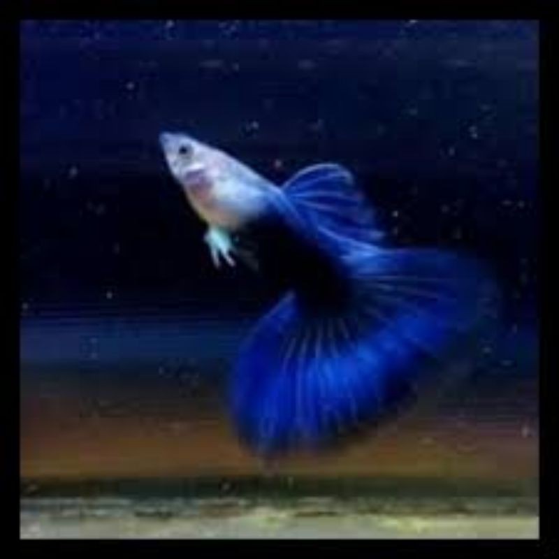 ikan Guppy Hb Blue sepasang,4-6 bulan siap produksi,Bonus Cupang/Guppy random
