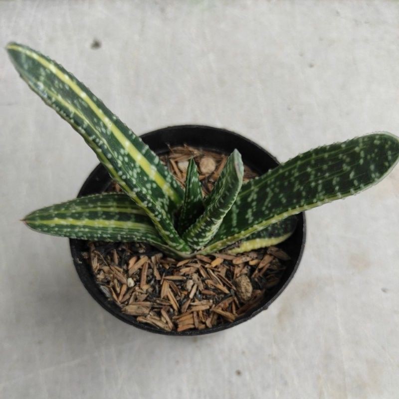 Kaktus Sukulen | Gasteria Variegata