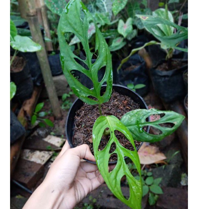 MONSTERA JANDA BOLONG / TANAMAN HIAS JANDA BOLONG / BUNGA JANDA BOLONG / BIBIT JANDA BOLONG
