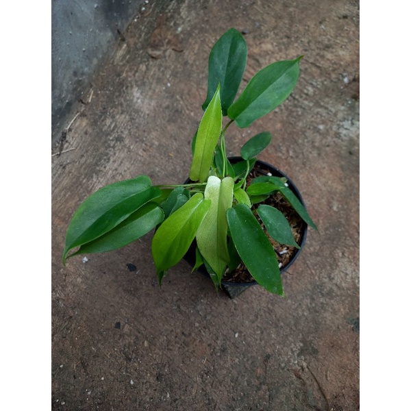 Philodendron Florida Ghost Mint