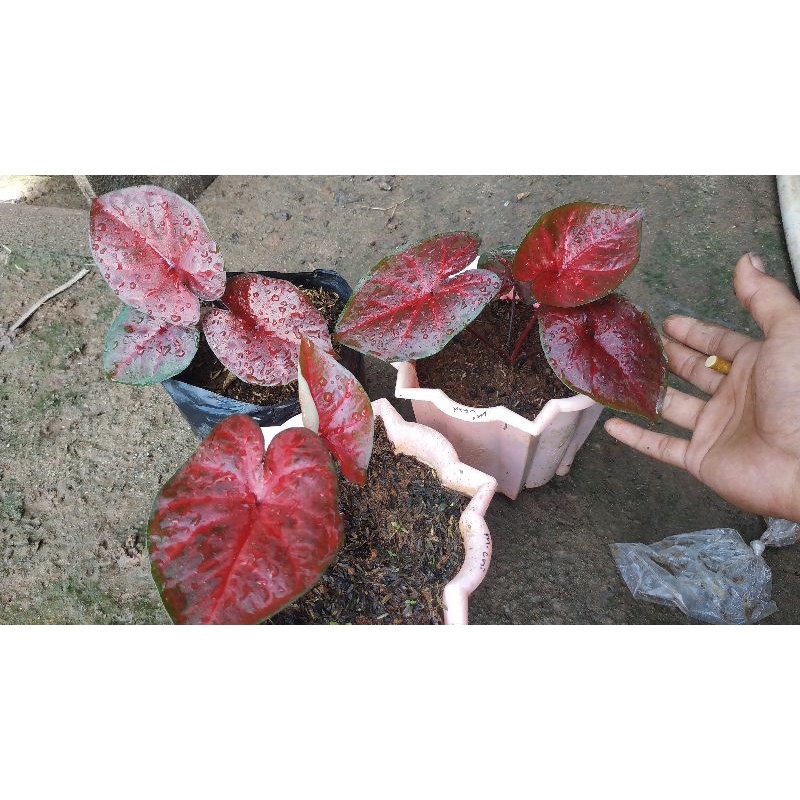 caladium red devil