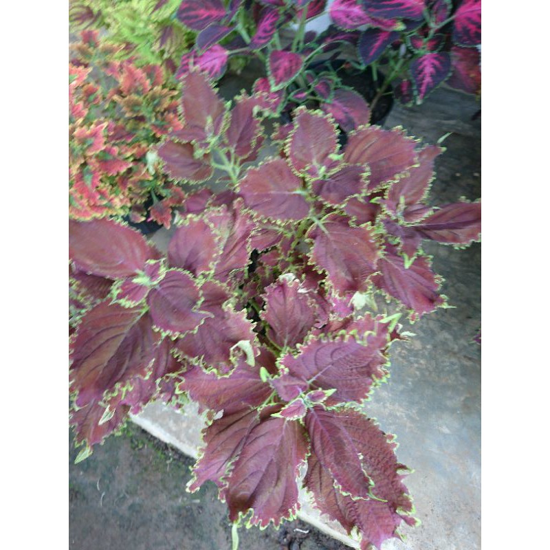 miana / tanaman hias / bunga miana