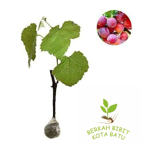 bibit tanaman buah anggur merah / anggur stek