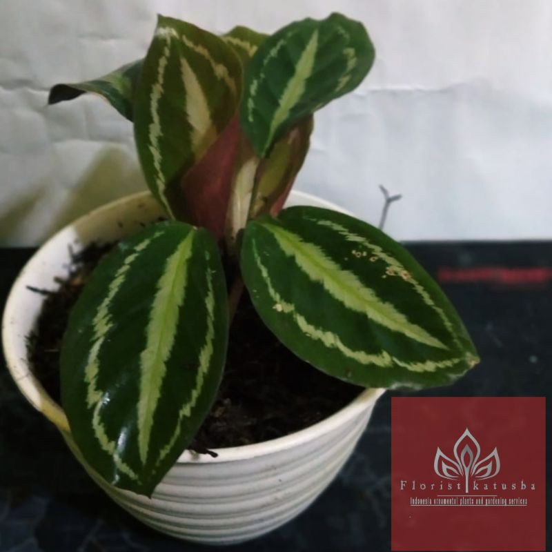 tanaman silver back calathea - BAKUL KEMBANG