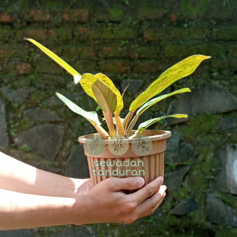 Philodendron melodii