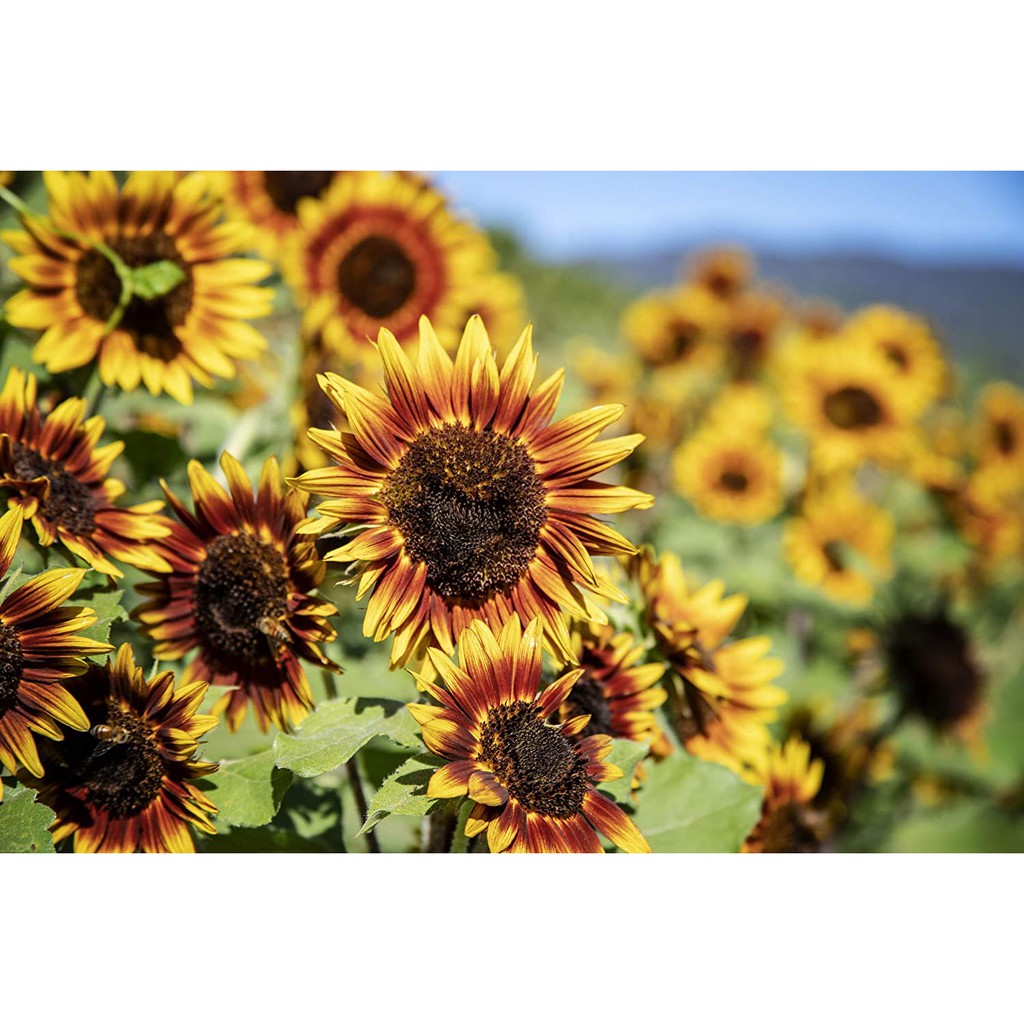 Benih Bibit Biji Bunga - Sunflower Autumn Beauty Bunga Matahari Rainbow Warna Warni Mix Flower Seeds - IMPORT