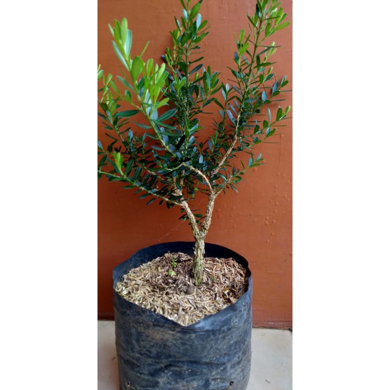 BIBIT BONSAI BOXUS