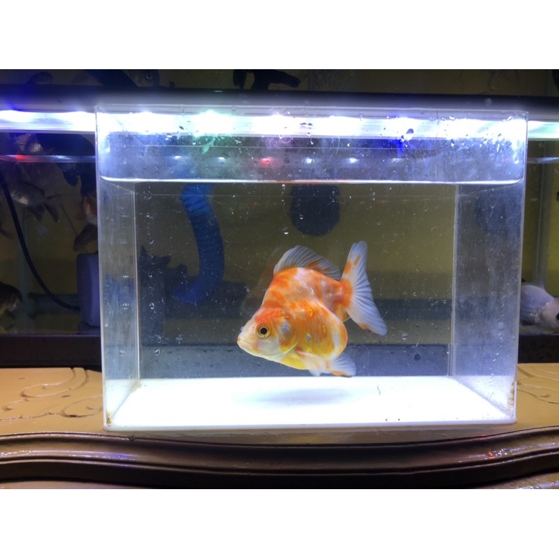 Ikan Mas Koki Ryukin Sakura